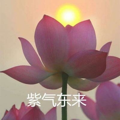 三国志孔明传单机全汉化版下载